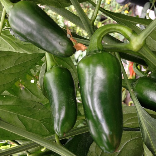 Chilli Jalapeno